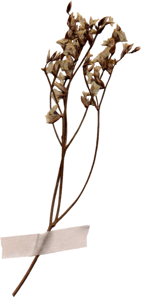 flores recursos